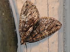 Geometrid Moth